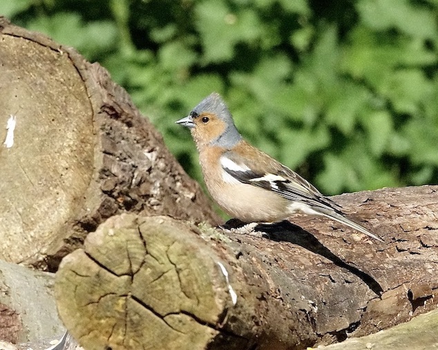 chaffinch